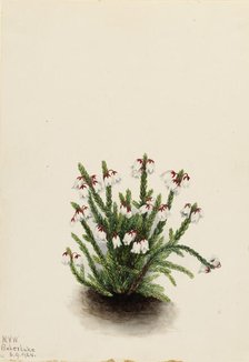 Rocky Mountain Cassiope (Cassiope mertensiana), 1924. Creator: Mary Vaux Walcott.