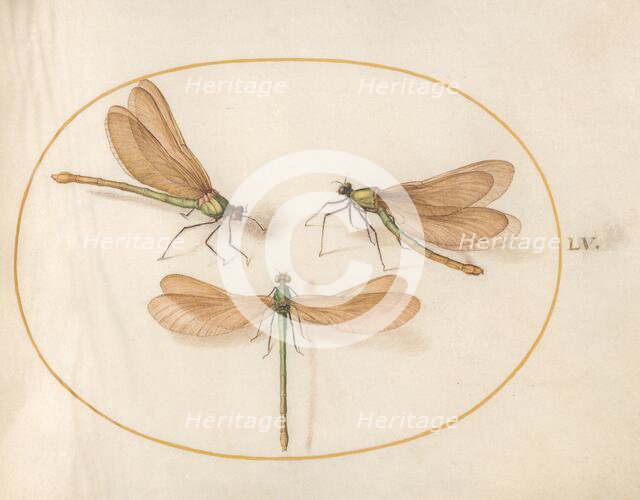 Plate 55: Three Green Dragonflies with Brown Wings, c. 1575/1580. Creator: Joris Hoefnagel.