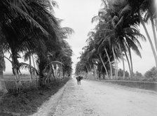 Military road, San Juan, Puerto Rico, The, between 1900 and 1906. Creator: Unknown.