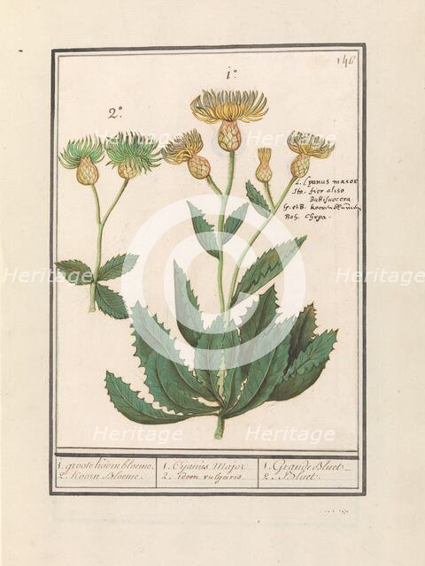 Centauri (Centaurea), 1596-1610. Creators: Anselmus de Boodt, Elias Verhulst.