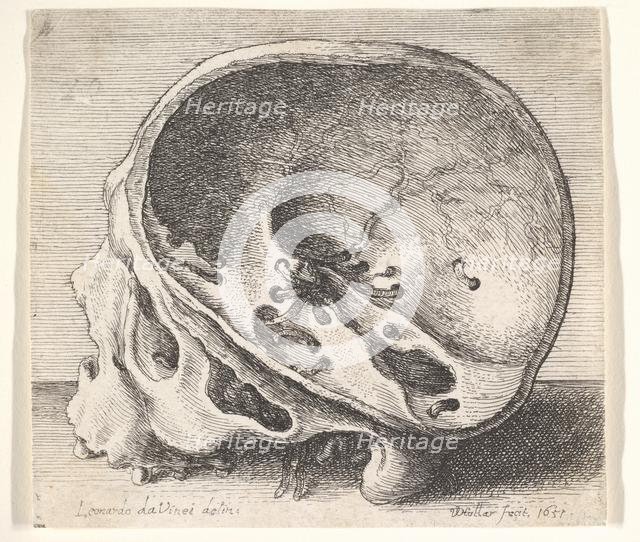 Sectioned skull in profile to left with the left side of the cranium removed, 1651. Creator: Wenceslaus Hollar.