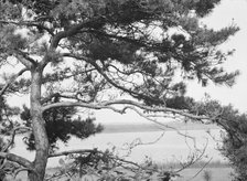 Tree and water view at "The Shallows," property of Lucien Hamilton Tyng, Southampton, Long Island, 1 Creator: Arnold Genthe.