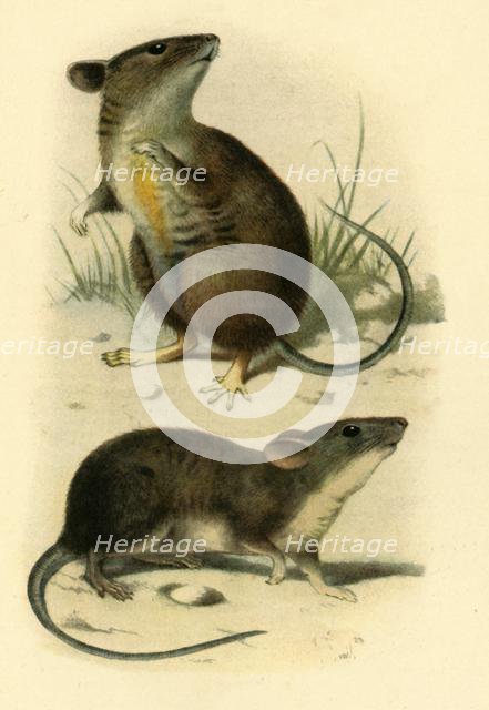 'St. Kilda Mice', 1899, (1943).  Creator: P. J. Smit.