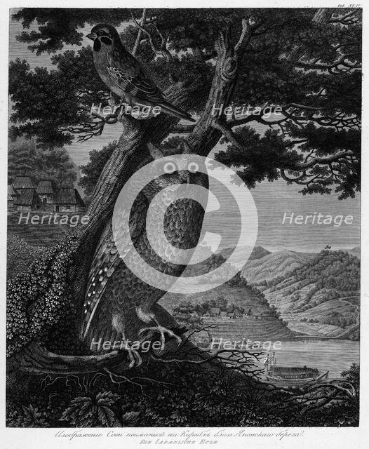 Illustration of an Owl Caught on the Ship Near the Japanese Shore, 1813. Creator: Unknown.
