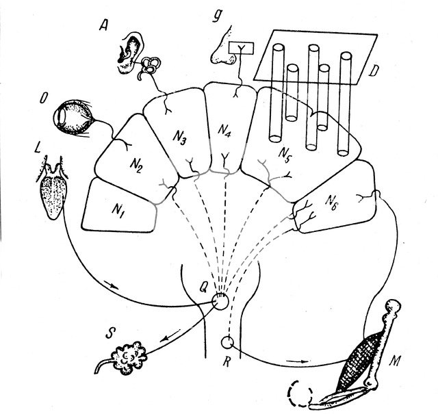 Diagram of Pavlov's findings on conditioned salivary reflex. Artist: Unknown