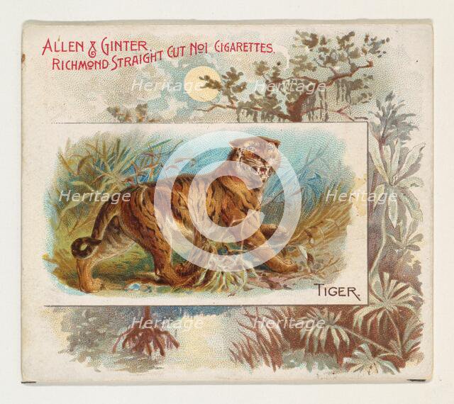 Tiger, from Quadrupeds series (N41) for Allen & Ginter Cigarettes, 1890. Creator: Allen & Ginter.