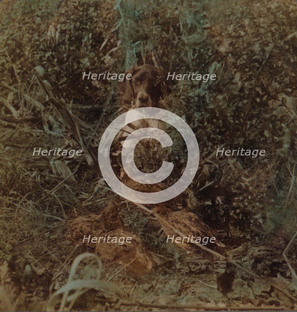 'Hunting in Western prairie country, a covey of quail and a pointer - in corn stubble', 1903. Artists: Elmer Underwood, Bert Elias Underwood.