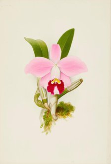 Orchid: Laelia Praestans, 1906. Creator: Frederick William Bolas.