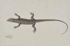 An Indian Bish-Khopra Lizard, ca. 1790. Creator: Unknown.