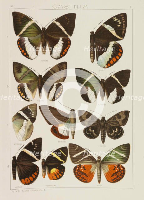 Die Großschmetterlinge der Erde (The Macrolepidoptera of the World), 1909. Creator: Seitz, Adalbert (1860-1938).