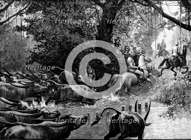 Sketches in Formosa: pursued by water-buffaloes, 1890. Creator: H. Werdmüller.