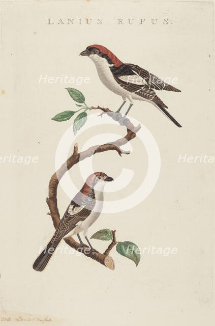 Lanius rufus. Creator: Unknown.