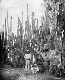 Cactus fence in Salamanca, Salamanca, Mexico, between 1880 and 1900. Creator: Unknown.