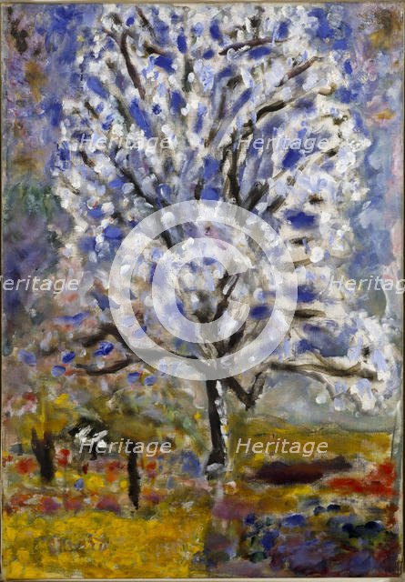 Almond tree blossoms, ca 1947.