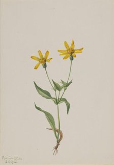 Arnica alpina, 1905. Creator: Mary Vaux Walcott.