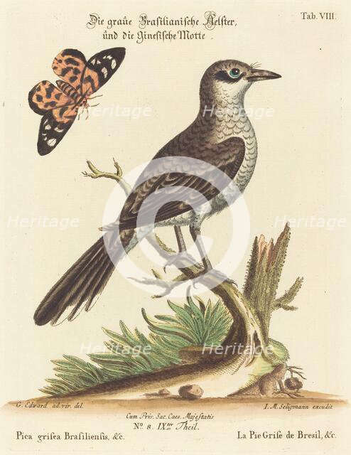 Pica grisea Brasiliensis. Creator: Johann Michael Seligmann.