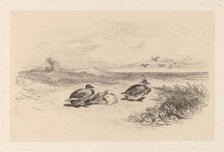 Canards Sauvages. Creator: Karl Bodmer.