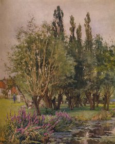 'Purple Loosestrife', c1891. Artist: Alfred William Parsons.