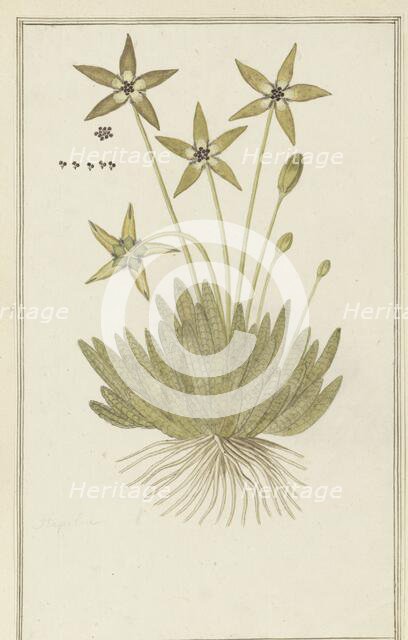 Tridentea pedunculata (Masson) L.C. Leach (Stapelia), 1777-1786. Creator: Robert Jacob Gordon.