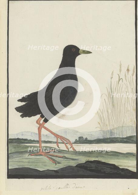 Amaurornis flavirostra (Black crake), 1777-1786. Creator: Robert Jacob Gordon.