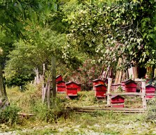 Peasant apiary near Gagra, between 1905 and 1915. Creator: Sergey Mikhaylovich Prokudin-Gorsky.