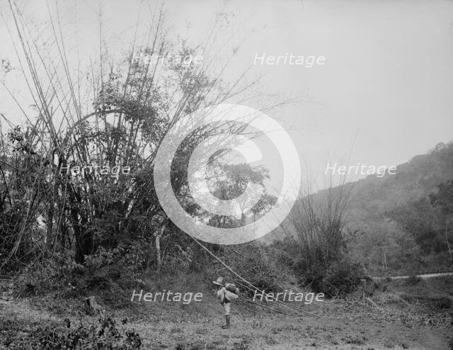 Bamboos on the Temasopa [sic], between 1880 and 1897. Creator: William H. Jackson.