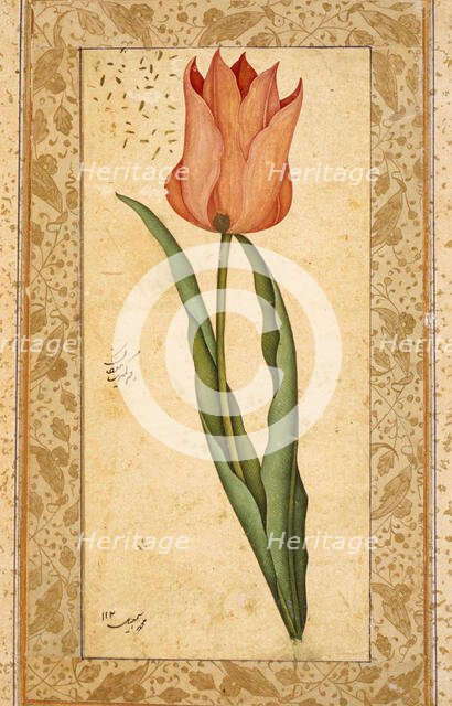 Tulip, 1708-1709/1120 A.H.. Creator: Unknown.