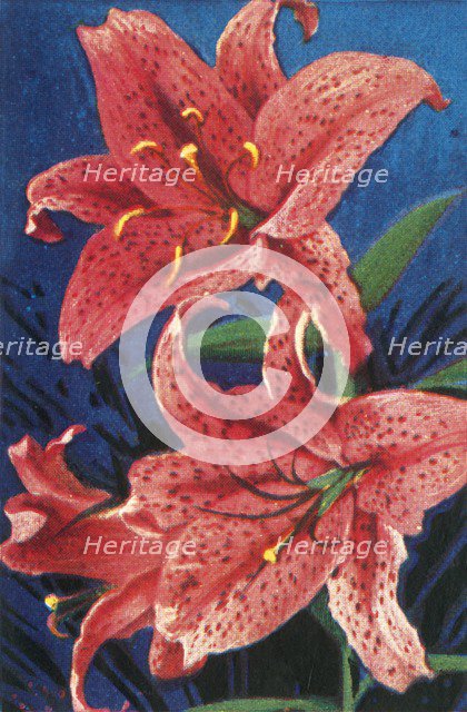 Tiger lily, c1928. Creator: Unknown.