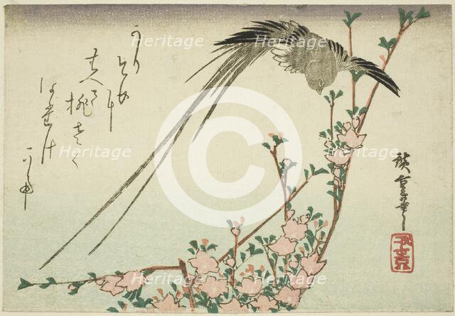 Long-tailed bird and peach blossoms, 1830s. Creator: Ando Hiroshige.