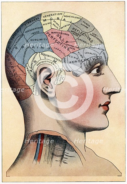 Phrenology chart, showing presumed areas of activity of the brain, c1920. Artist: Unknown