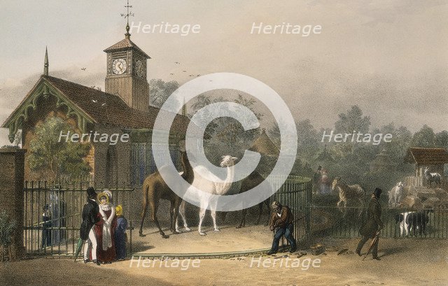 Zoological Gardens, Regent's Park, Marylebone, London, 1835. Artist: Unknown