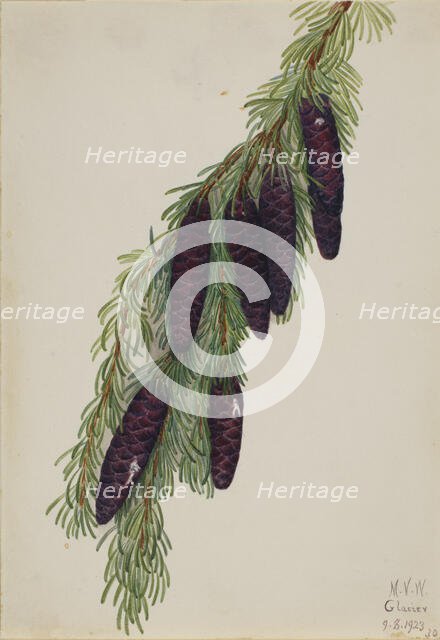 Mountain Hemlock (Tsuga mertensiana), 1923. Creator: Mary Vaux Walcott.