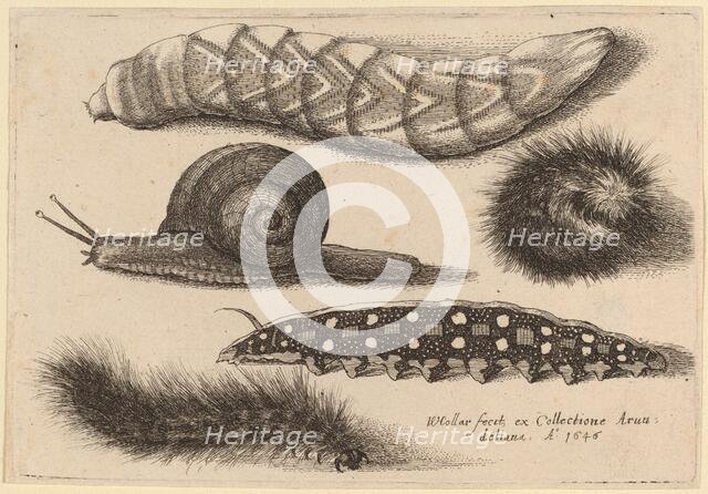 Four Caterpillars and a Snail, 1646. Creator: Wenceslaus Hollar.