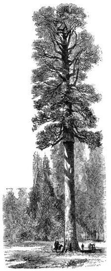 The 'Keystone State', Californian Redwood 325 feet high in Yosemite National Park, c1875. Artist: Unknown
