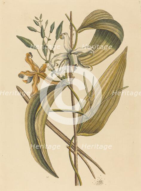 The Vanelloe (Epidendrum Vanilla), published 1731-1743. Creator: Mark Catesby.
