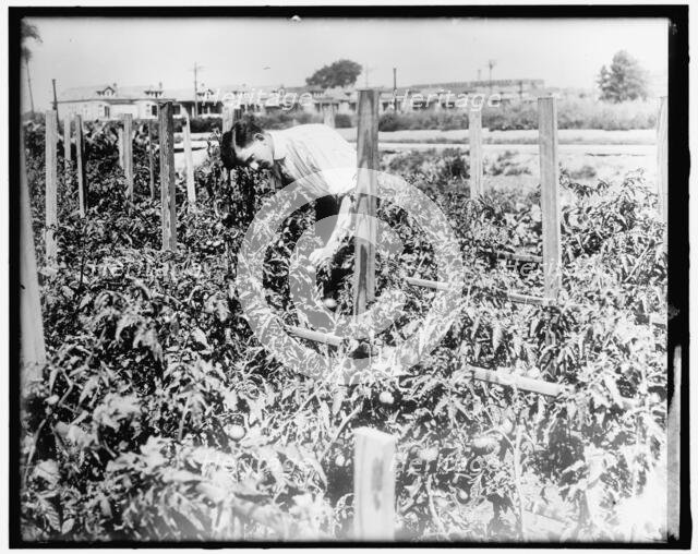 War Garden, between 1910 and 1920. Creator: Harris & Ewing.