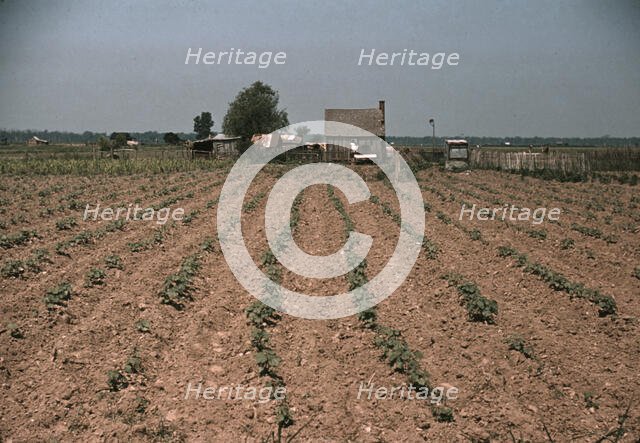 Farm in southern U.S. ... Louisiana?, ca. 1940. Creator: Marion Post Wolcott.