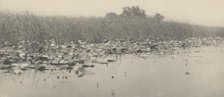 Water-Lilies, 1886. Creators: Dr Peter Henry Emerson, Thomas Frederick Goodall.