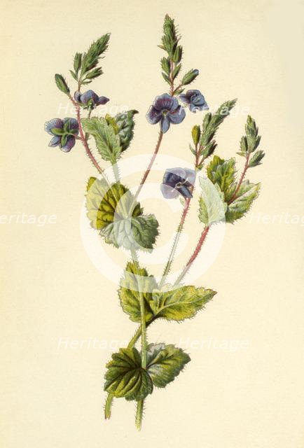 'Germander Speedwell', 1877. Creator: Frederick Edward Hulme.