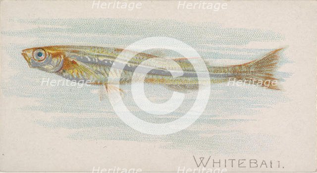 Whitebait, from the Fish from American Waters series (N8) for Allen & Ginter Cigarettes Br..., 1889. Creator: Allen & Ginter.