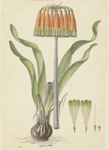 Cyranthus obliquus (L.f.) Aiton (Knysna lily), 1777-1786. Creator: Robert Jacob Gordon.