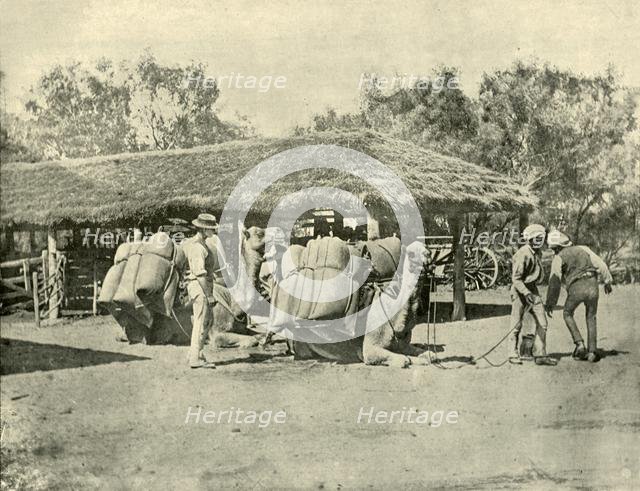 'Loading Camels, on an Australian Station', 1901. Creator: Unknown.