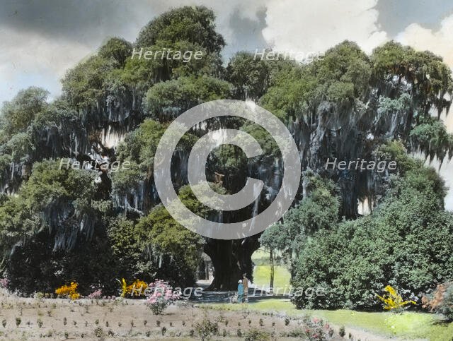 "Middleton Place," John Julius Pringle Smith house, 4300 Ashley River Road, Charleston..., 1928. Creator: Frances Benjamin Johnston.