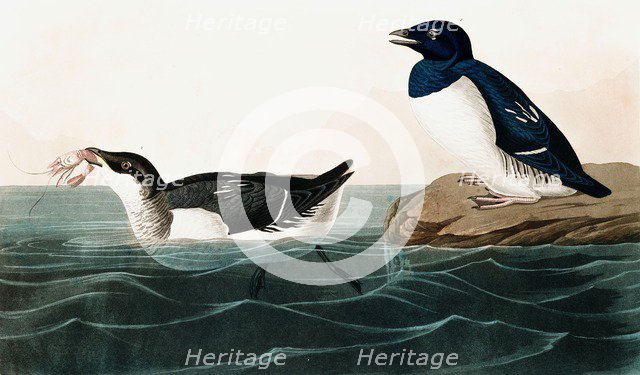 Little Auk, Uria Alle, 1845.