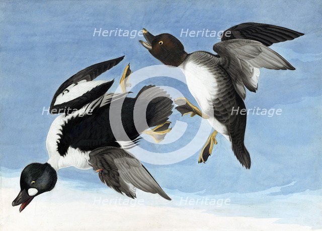 Common Goldeneye, 1845.