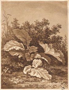 A Study of Leaves, c. 1800. Creator: Anton Balzer.