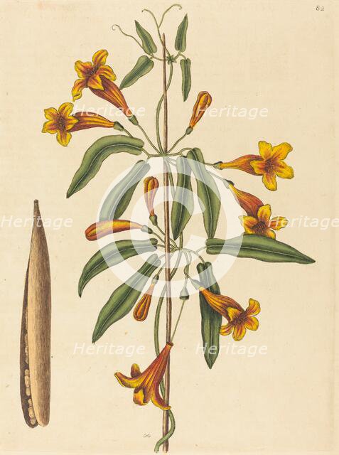 Cross-vine (Bignonia capreolata), published 1754. Creator: Mark Catesby.