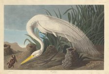 White Heron, 1837. Creator: Robert Havell.