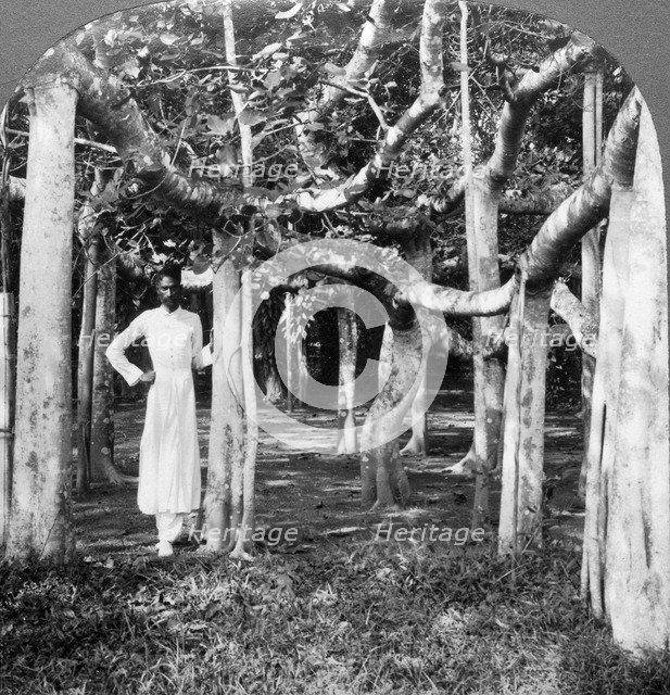 Among the roots of a banyan tree, Calcutta, India, 1900s.Artist: Underwood & Underwood