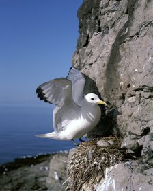 Kittiwake.